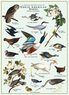 Birds Puzzle – 500 Pc Tube with Vintage Illustrations