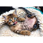 Cheerful Kitten - 1000 Piece Jigsaw Puzzle