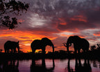Elephants at Sunset by the River – 1000 Piece Wildlife Puzzle