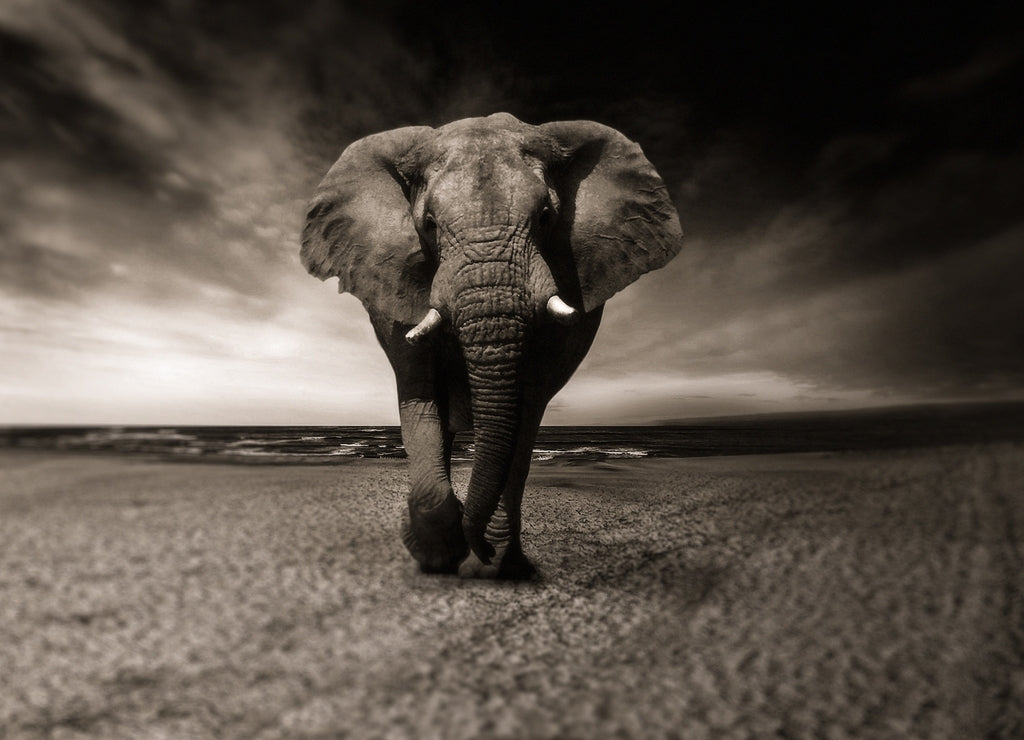 Elephant – 1000 Piece Wildlife Puzzle