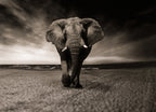 Elephant – 1000 Piece Wildlife Puzzle