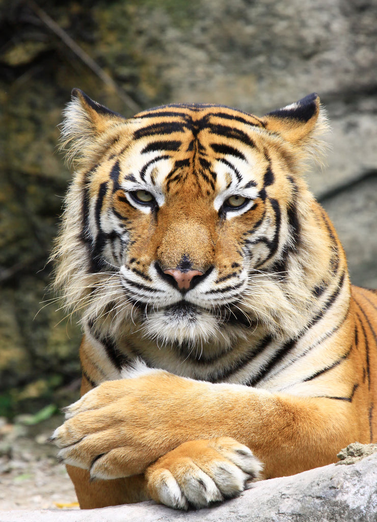 Tiger in Nature – 1000 Piece Wildlife Puzzle
