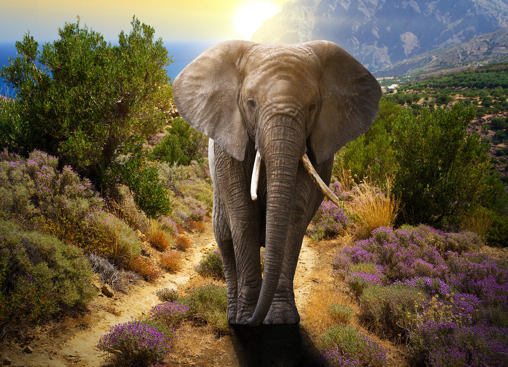 Elephant Portrait – 1000 Piece Wildlife Puzzle