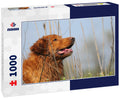 Nova Scotia Duck Tolling Retriever 1000pc Puzzle