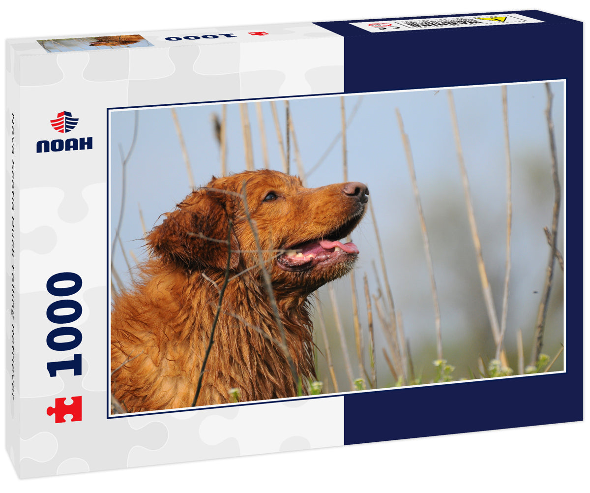 Nova Scotia Duck Tolling Retriever 1000pc Puzzle