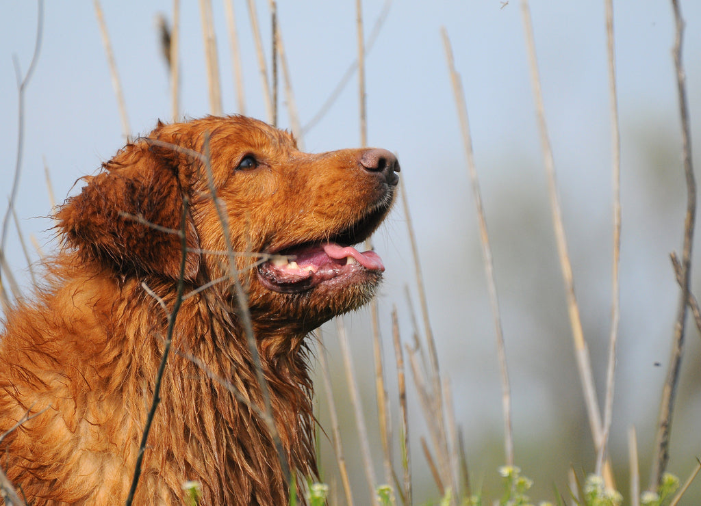 Nova Scotia Duck Tolling Retriever 1000pc Puzzle
