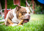 Olde English Bulldog – 1000 Piece Dog Puzzle