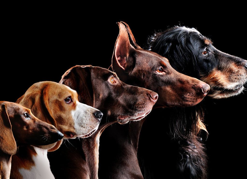 Dogs – 1000 Piece Dog Puzzle