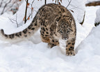 Snow leopard 1000pc Puzzle