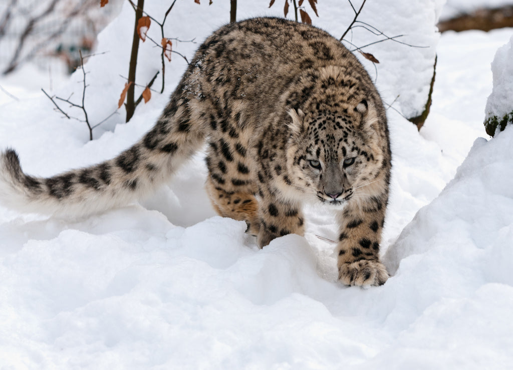 Snow leopard 1000pc Puzzle