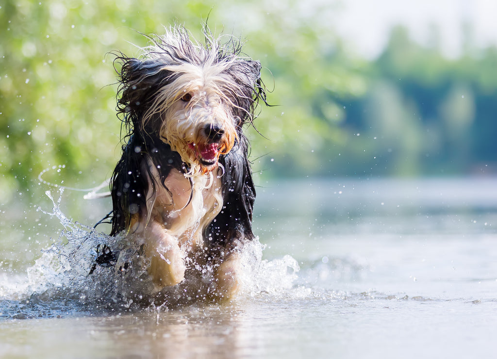 Bearded Collie 1000pc Puzzle