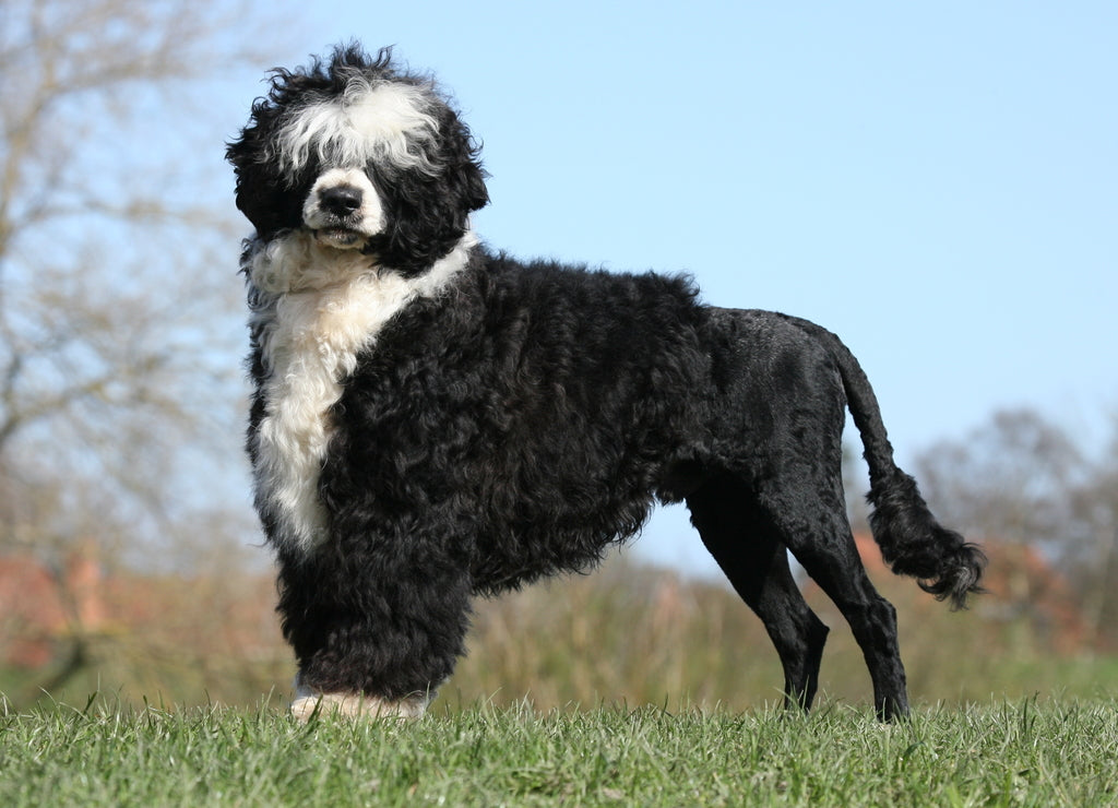 Portuguese Water Dog – 1000 Piece Dog Puzzle