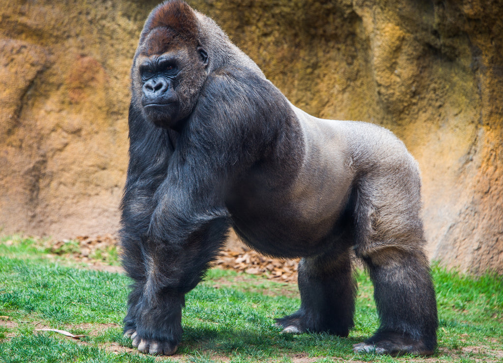 Gorilla 1000pc Puzzle