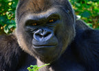 Gorilla 1000pc Puzzle