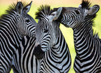 Zebras 1000pc Puzzle