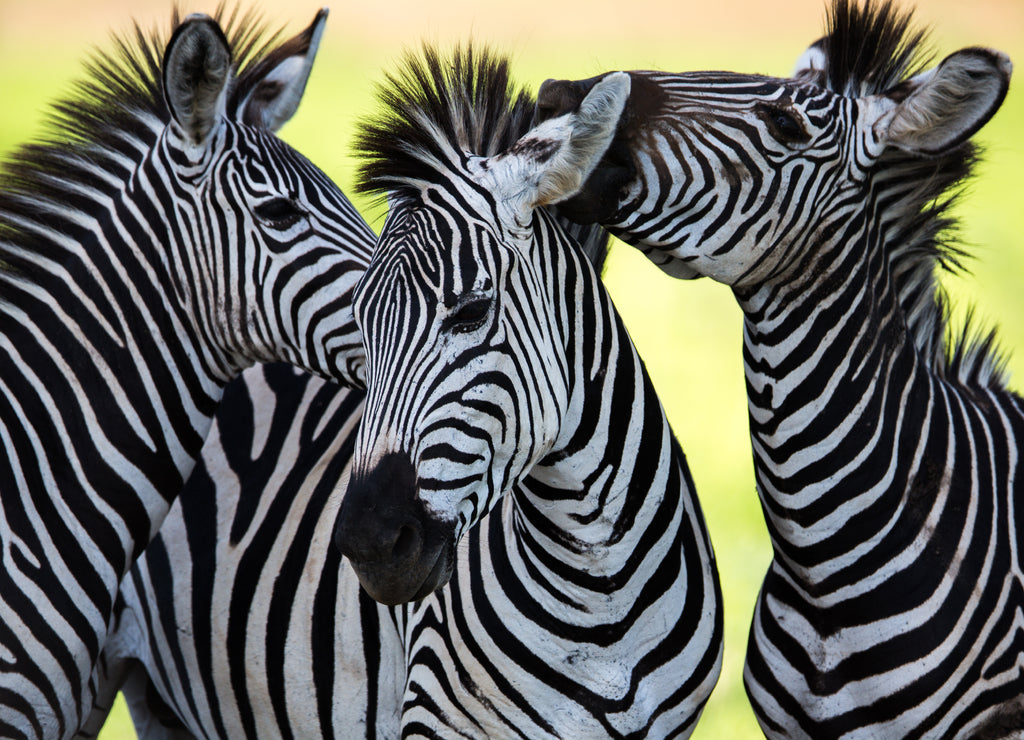 Zebras 1000pc Puzzle