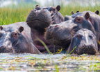 Hippos 1000pc Puzzle