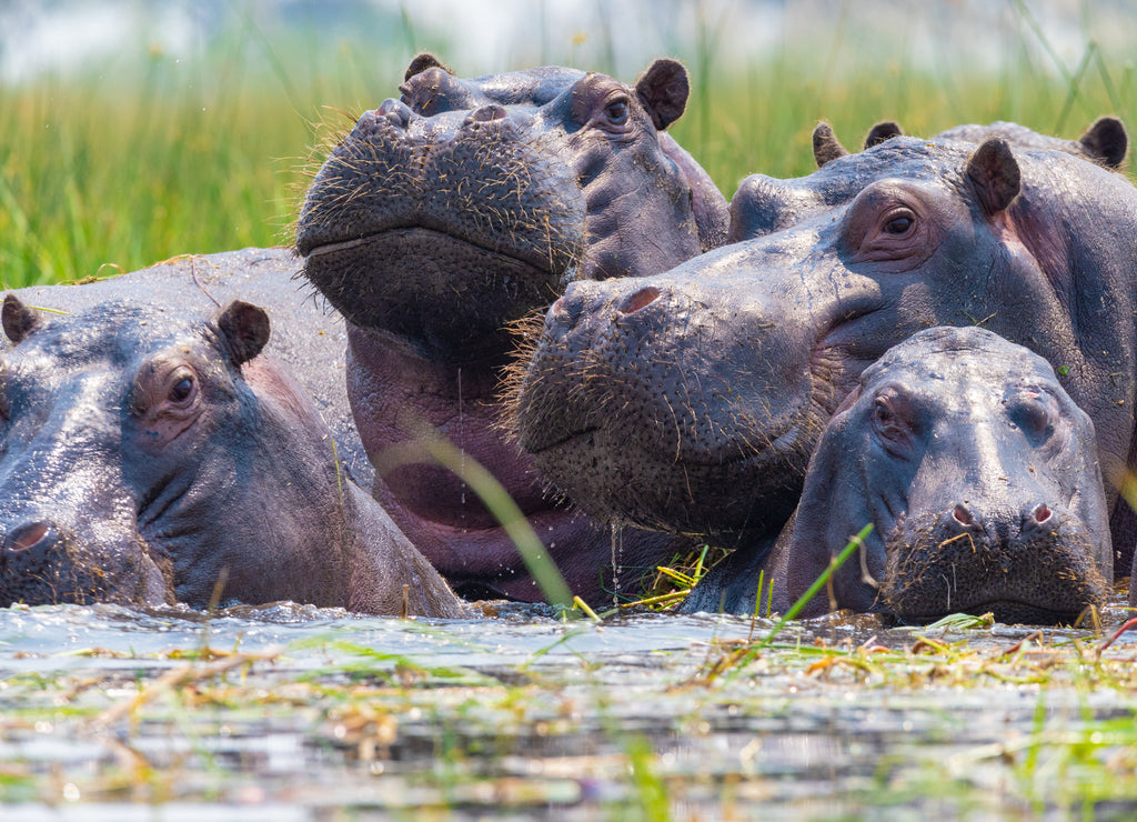 Hippos 1000pc Puzzle