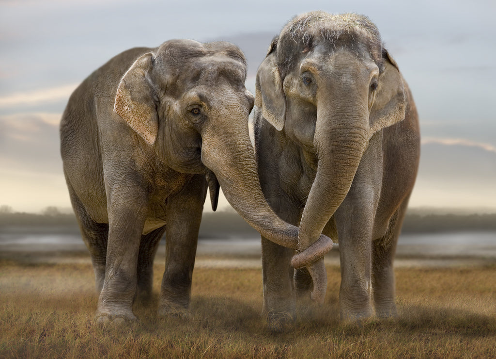 Elephants – 1000 Piece Wildlife Puzzle