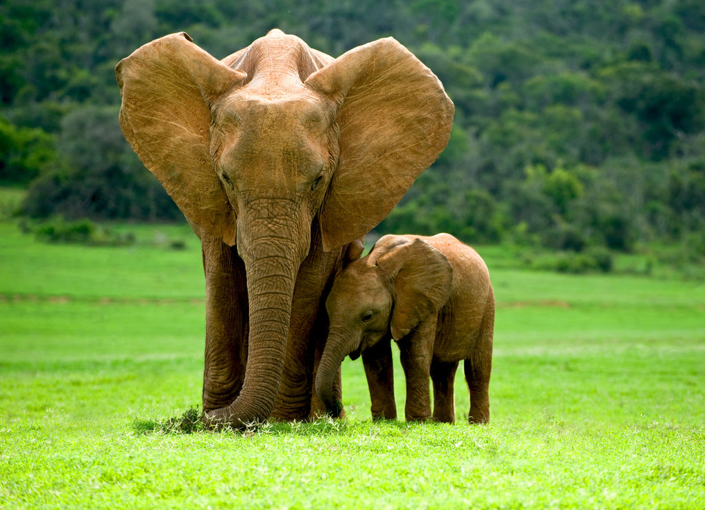 Elephant Mother with Cub – 1000 Piece Wildlife Puzzle