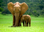 Elephant Mother with Cub – 1000 Piece Wildlife Puzzle