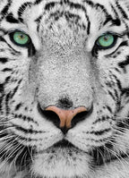 White Tiger – 1000 Piece Wildlife Puzzle