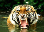 Bengal Tiger – 1000 Piece Wildlife Puzzle