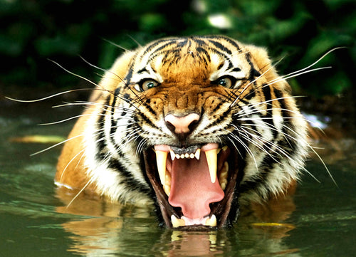 Bengal Tiger – 1000 Piece Wildlife Puzzle