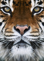 Tiger Portrait – 1000 Piece Wildlife Puzzle
