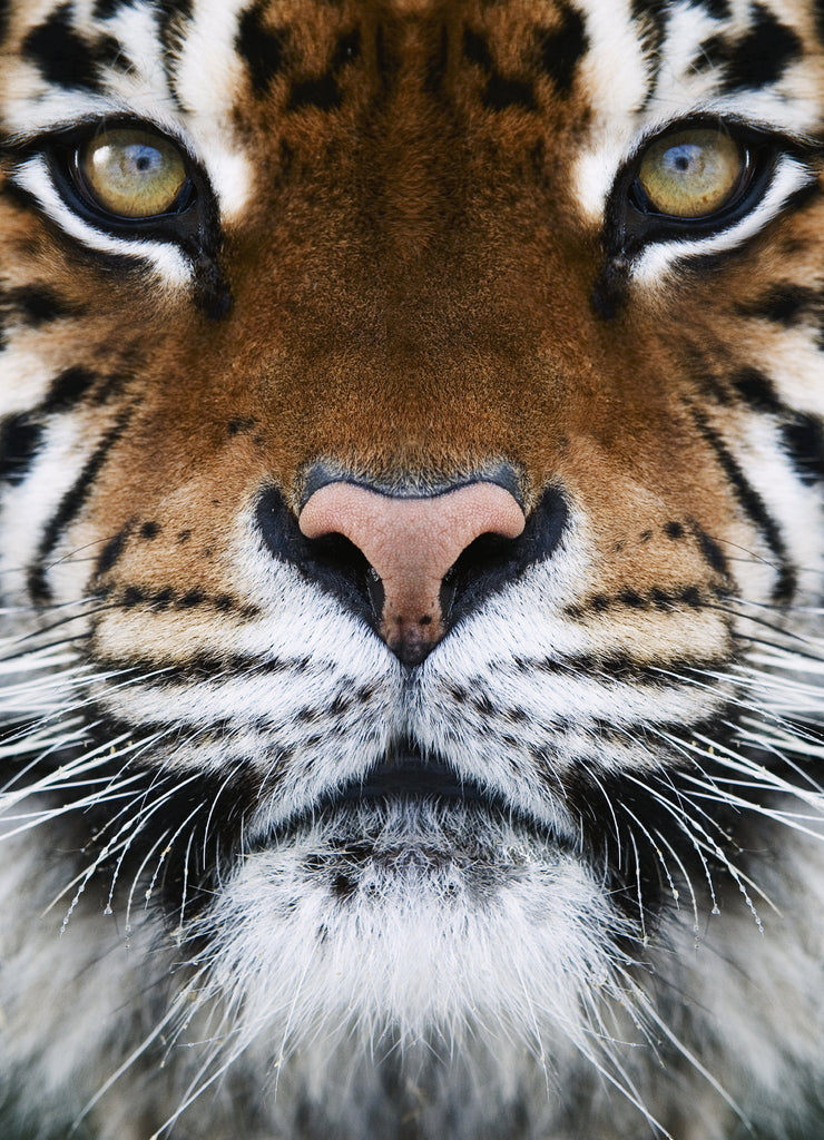 Tiger Portrait – 1000 Piece Wildlife Puzzle
