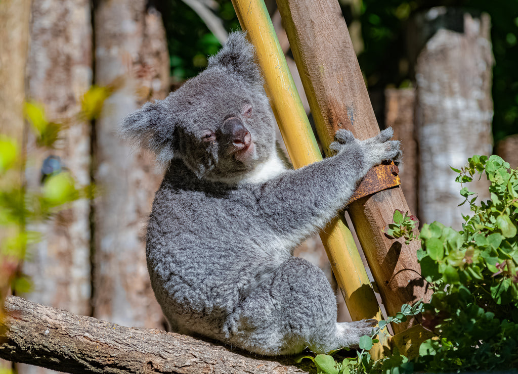 Koala Climbing a Tree – 1000 Piece Wildlife Puzzle