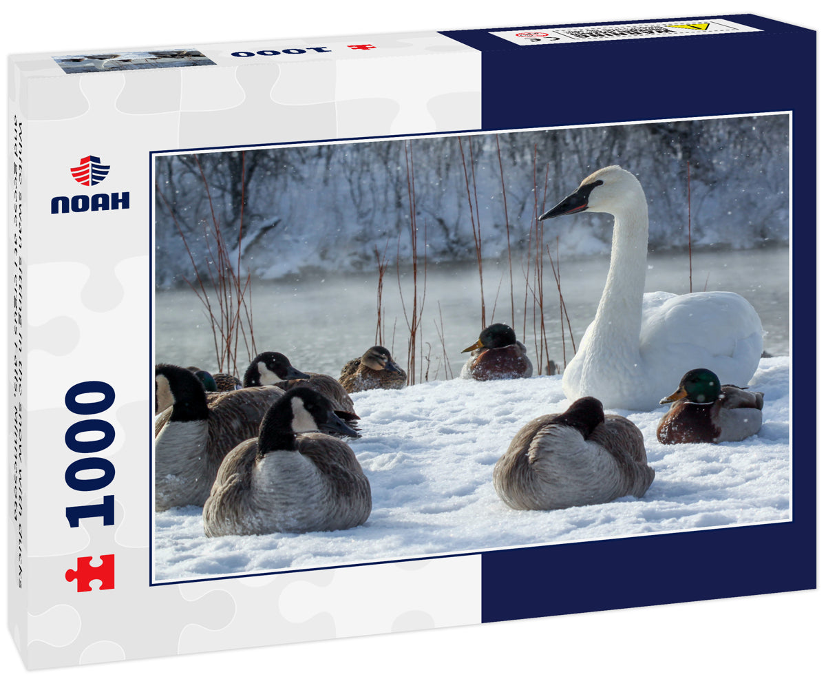White swan sitting in the snow with ducks and geese at Fergus Falls, Minnesota 1000pc Puzzle
