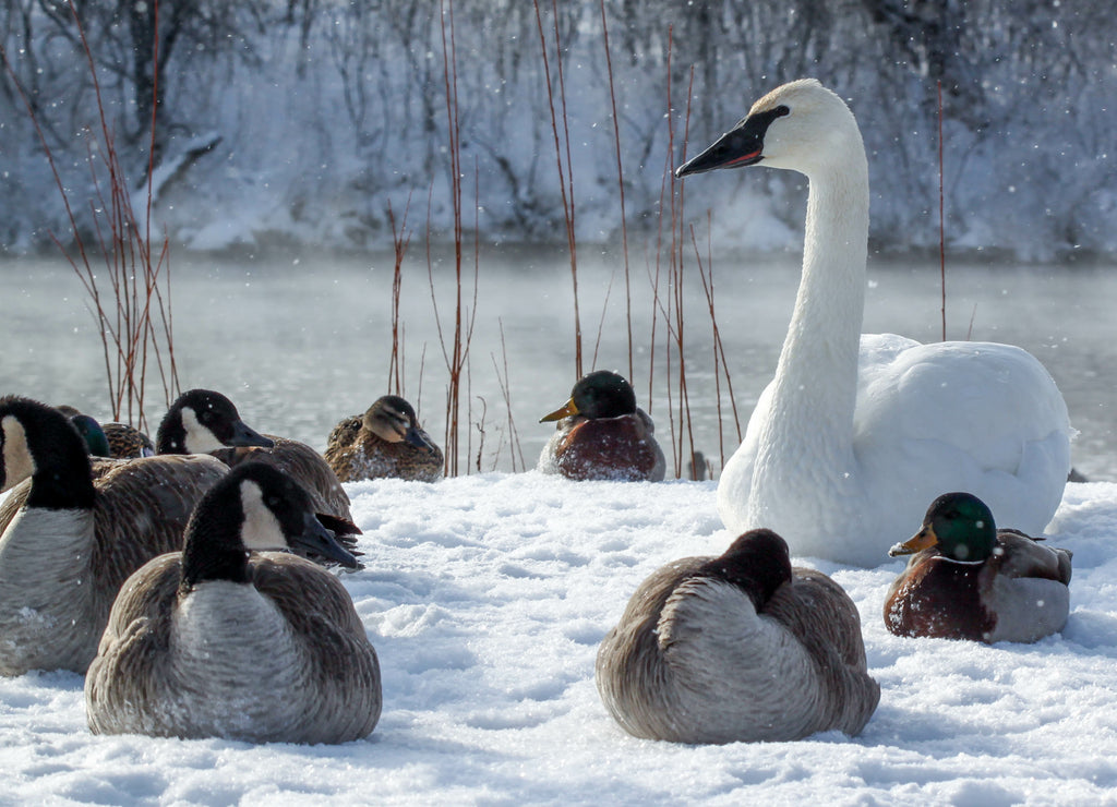 White swan sitting in the snow with ducks and geese at Fergus Falls, Minnesota 1000pc Puzzle