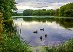 Ducks floating on pond by the Wayside Inn Massachusetts 1000pc Puzzle