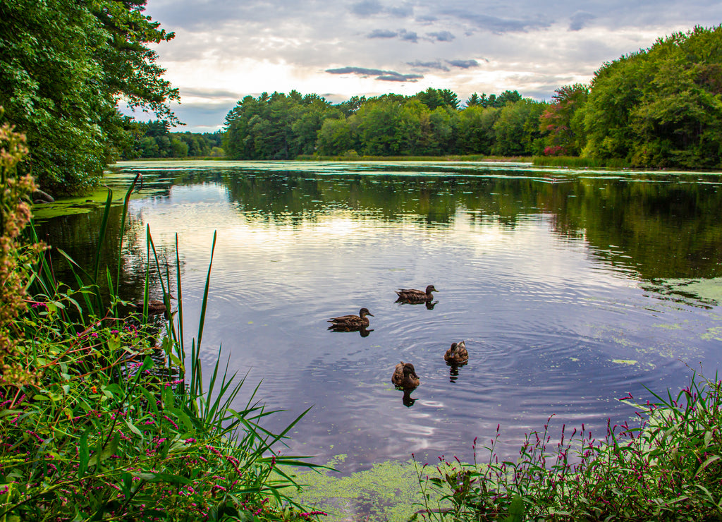 Ducks floating on pond by the Wayside Inn Massachusetts 1000pc Puzzle
