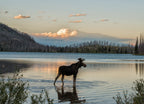 Moose standing in Montana mountain lake at dusk 1000pc Puzzle