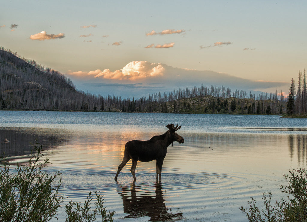 Moose standing in Montana mountain lake at dusk 1000pc Puzzle