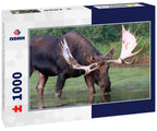 Shiras Bull Moose, Fishercap Lake in the Many Glacier region of Glacier National Park Montana 1000pc Puzzle