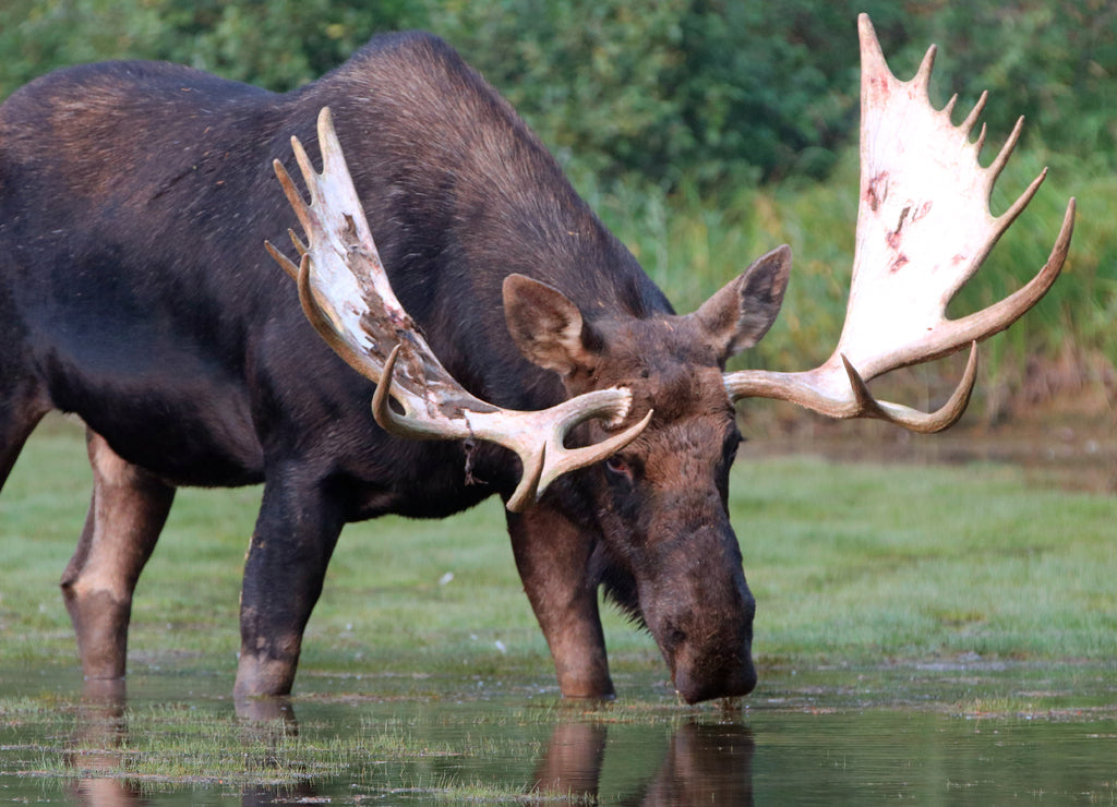 Shiras Bull Moose, Fishercap Lake in the Many Glacier region of Glacier National Park Montana 1000pc Puzzle