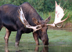 Shiras Bull Moose, Fishercap Lake in the Many Glacier region of Glacier National Park Montana 1000pc Puzzle