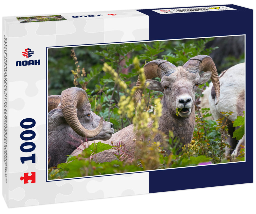 Bighorn Sheep at Glacier National Park – 1000 Piece Wildlife Puzzle