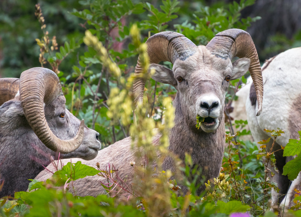 Bighorn Sheep at Glacier National Park – 1000 Piece Wildlife Puzzle