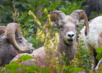 Bighorn Sheep at Glacier National Park – 1000 Piece Wildlife Puzzle