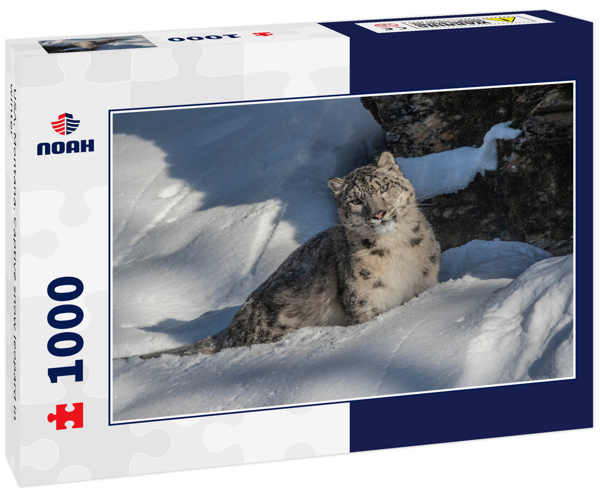 USA, Montana. Captive snow leopard in winter 1000pc Puzzle