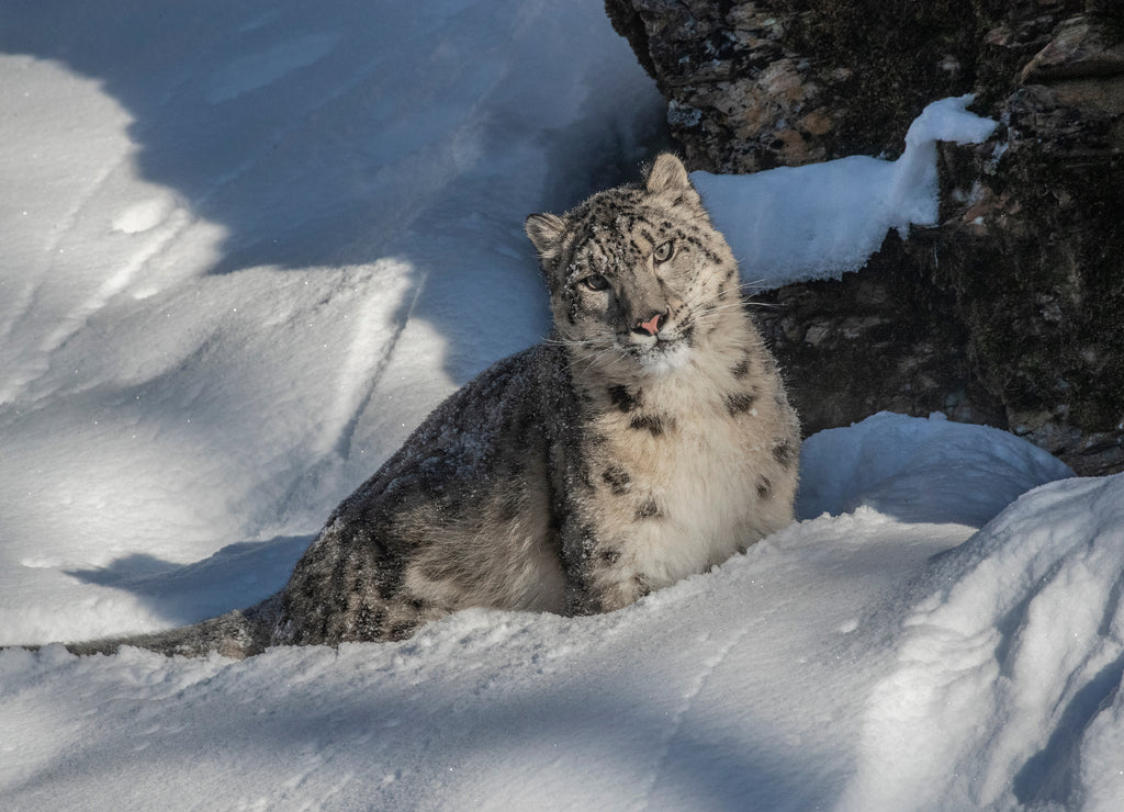 USA, Montana. Captive snow leopard in winter 1000pc Puzzle