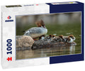 Merganser with chicks in a duck pond, Acadia National Park, Maine USA 1000pc Puzzle