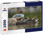 Merganser with chicks in a duck pond, Acadia National Park, Maine USA 1000pc Puzzle
