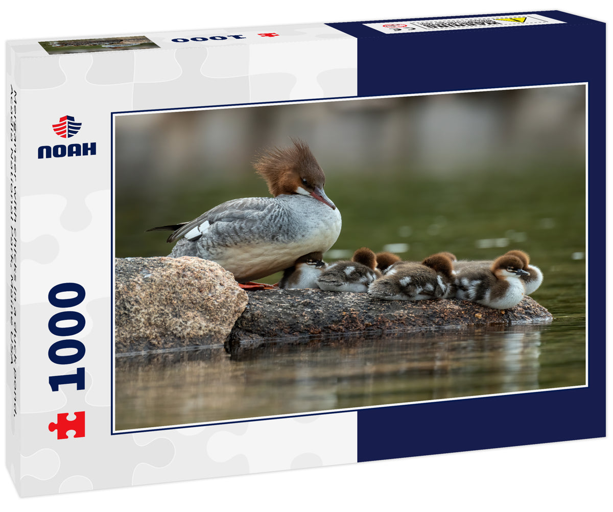 Merganser with chicks in a duck pond, Acadia National Park, Maine USA 1000pc Puzzle
