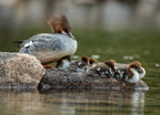 Merganser with chicks in a duck pond, Acadia National Park, Maine USA 1000pc Puzzle