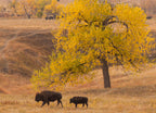 USA, South Dakota, Custer State Park. Bison mother and calf 1000pc Puzzle